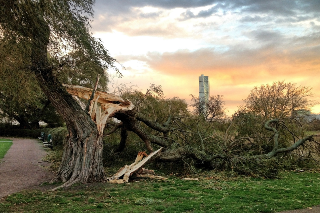 Fälla träd i BRF - Vad kostar trädfällning i bostadsrättsförening